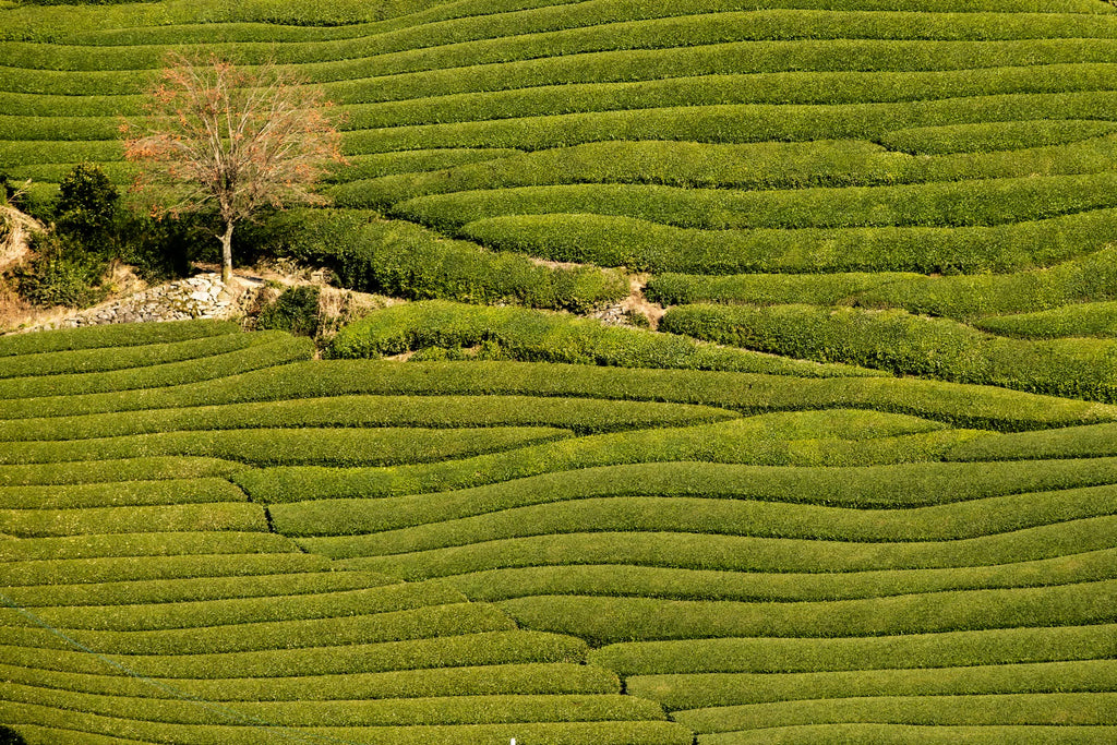 Tea fields in Kyoto Prefecture, regional context