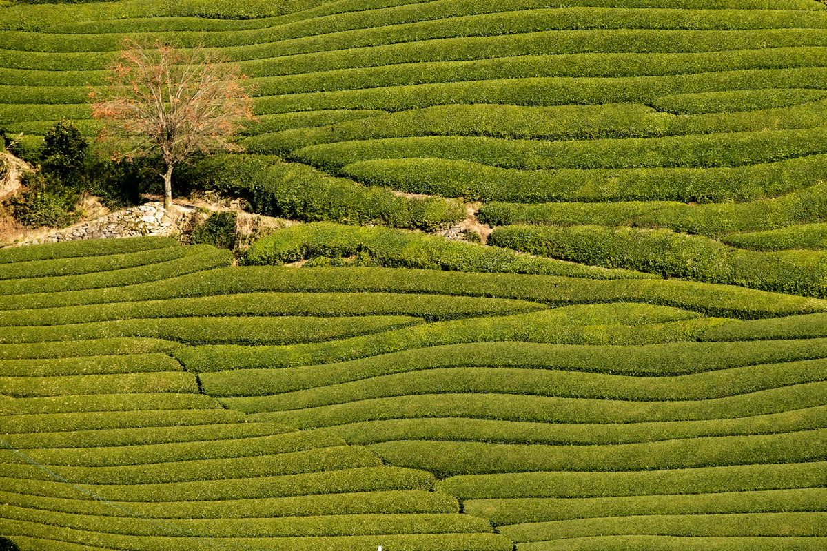 Tea fields in Kyoto Prefecture, regional context