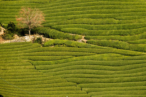 Tea fields in Kyoto Prefecture, regional context